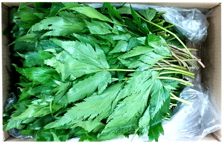 당귀(특쌈) 1kg[BOX]