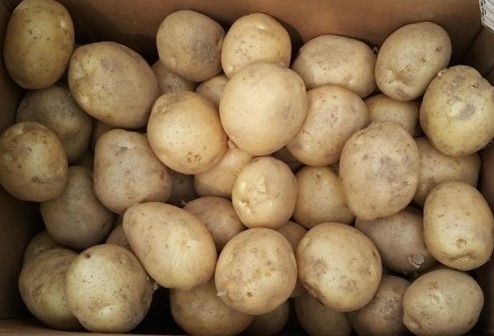 감자(왕특) 20kg[BOX]