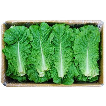 로메인청상추(A) 4kg[BOX]