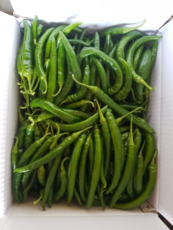 롱그린고추 10kg[Kg]