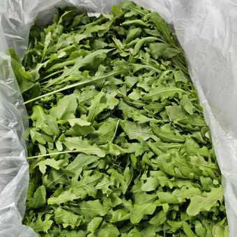 루꼴라(허브) 1kg[BOX]