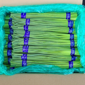 마늘쫑(수입) 8kg[BOX]