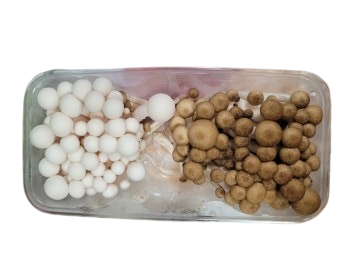 만가닥버섯 (갈,흰,혼합,5입)[BOX]