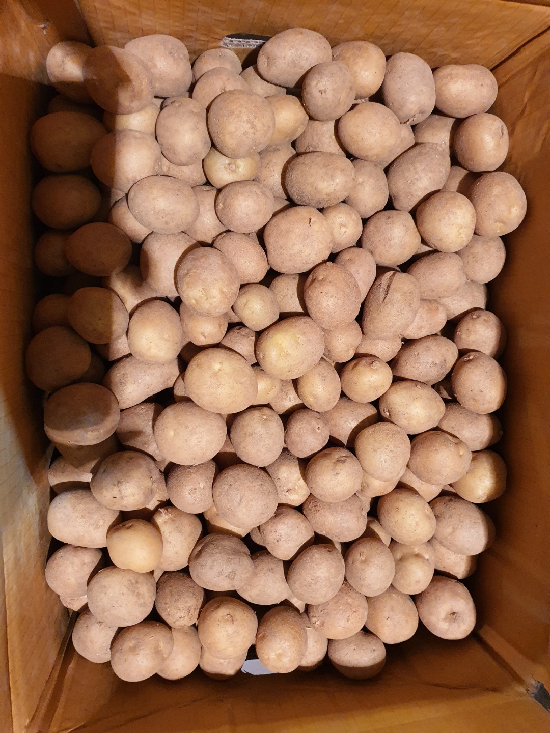 감자(조림) 20kg[BOX]