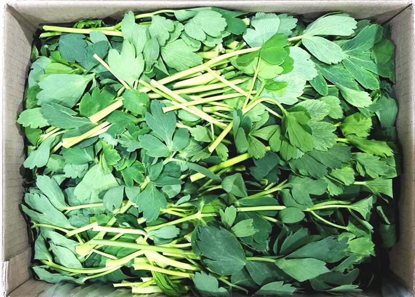 방풍나물 2kg[봉]