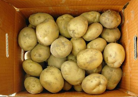 감자(햇,왕특) 10kg[BOX]