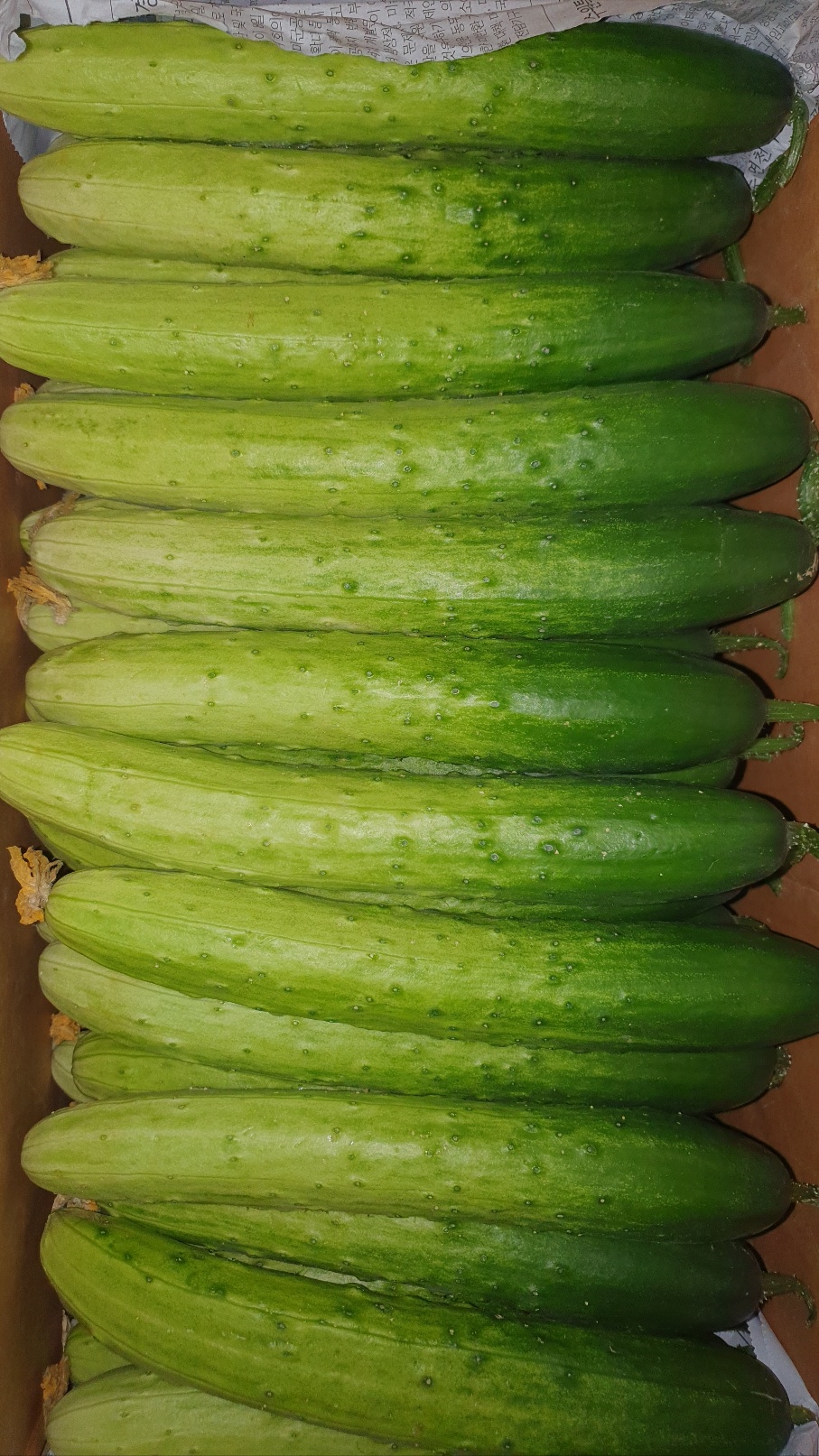 백오이(40~50속) 8kg내외[BOX]