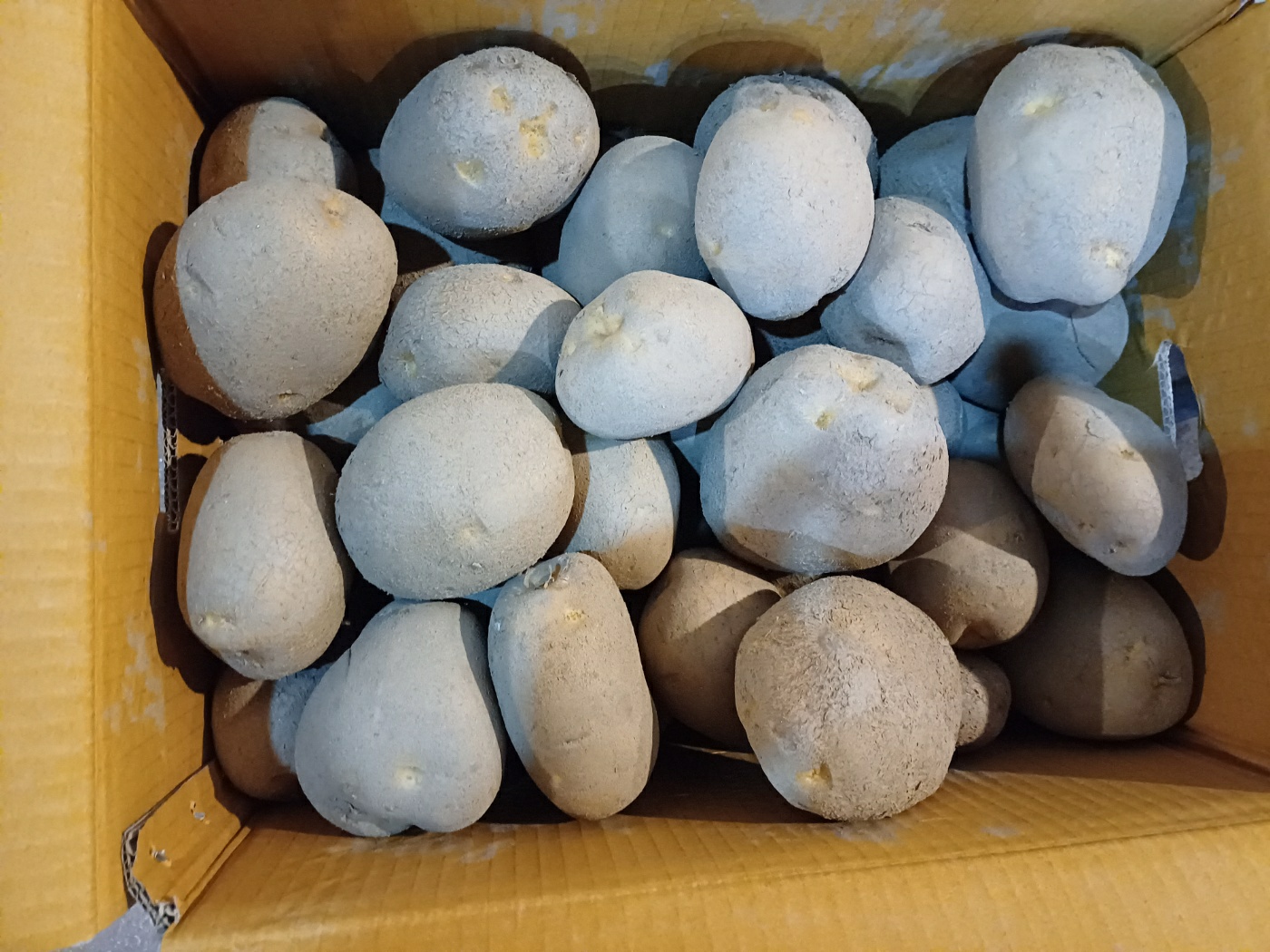 감자(햇,왕특) 20kg[BOX]