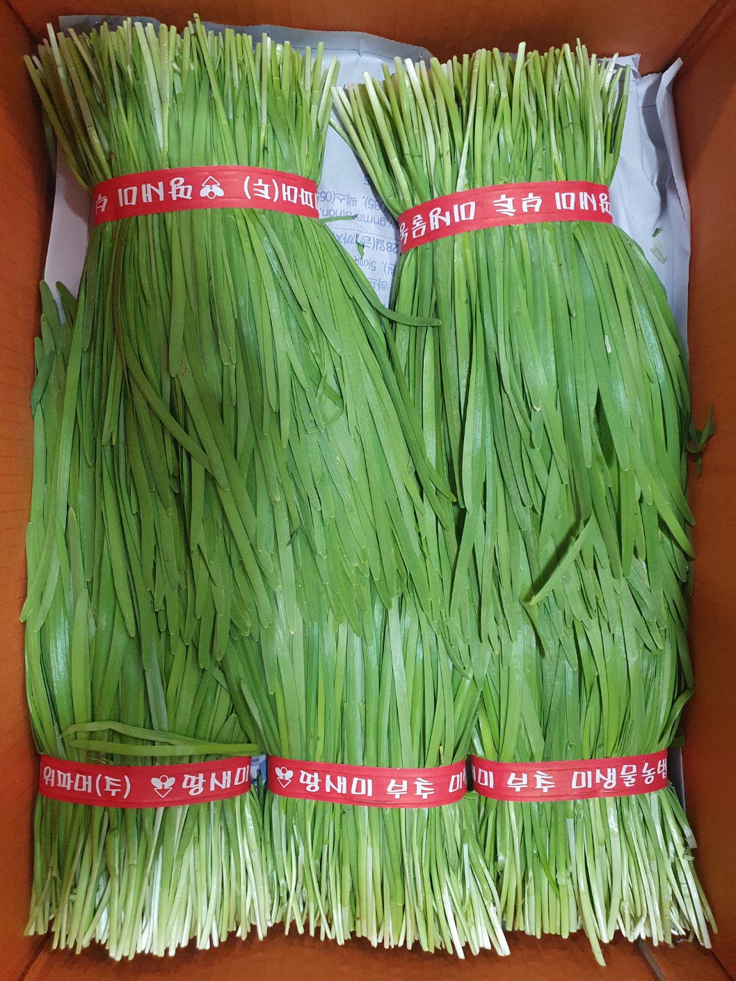 부추 20단[BOX]