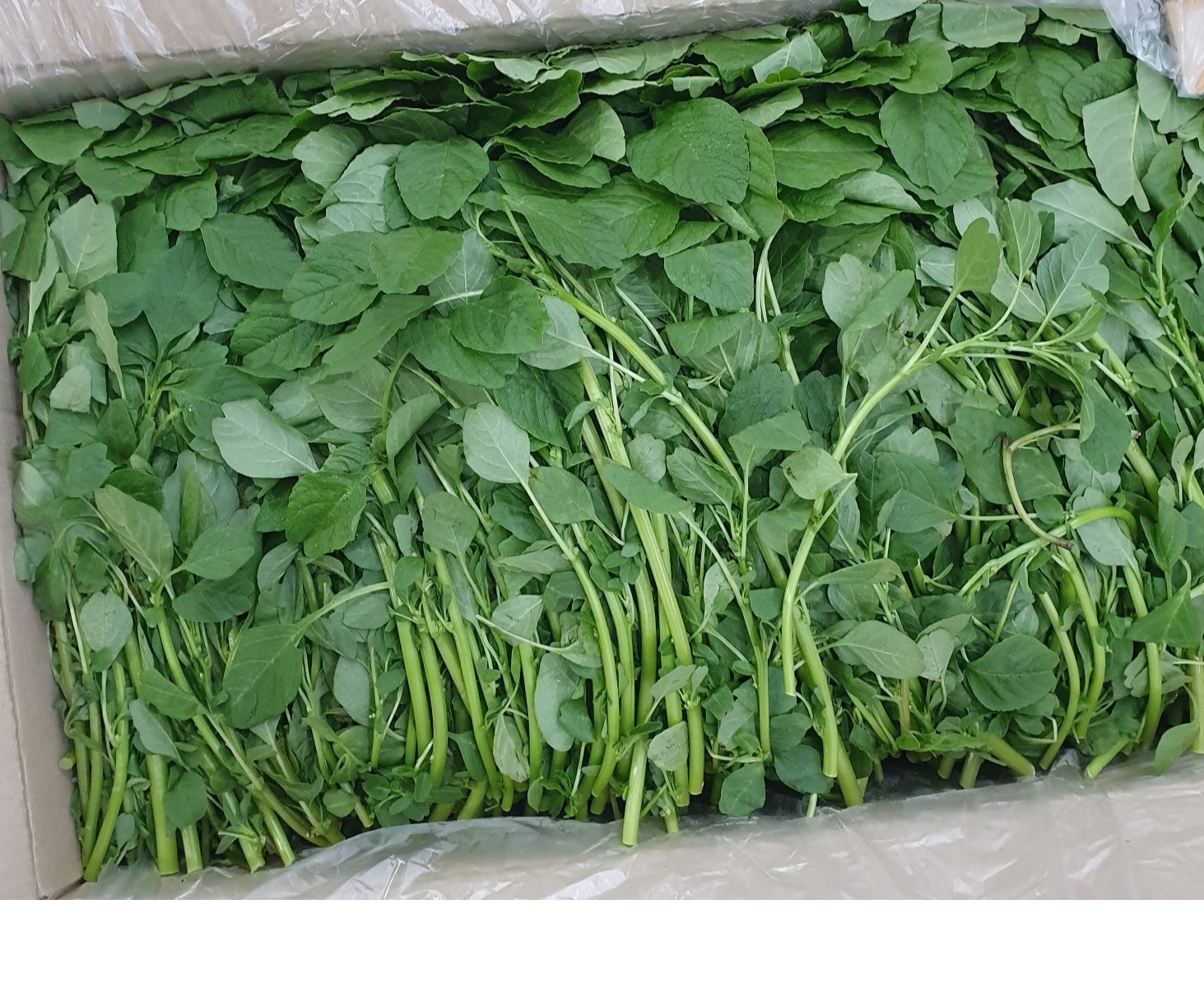 비름나물 4kg[BOX]