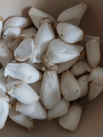 새송이(못난이) 4kg[BOX]