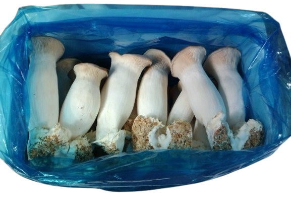 새송이버섯(보통) 2kg[BOX]