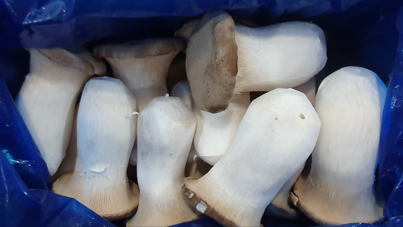 새송이버섯(특) 2kg[BOX]