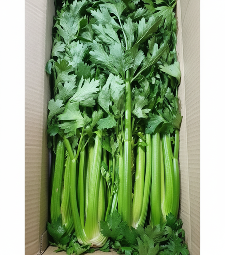 셀러리 10kg[BOX]