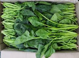 시금치(김밥용) 4kg[BOX]