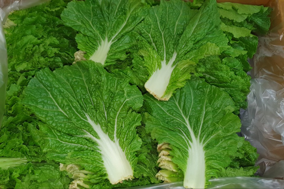 쌈추(특쌈) 1kg[봉]