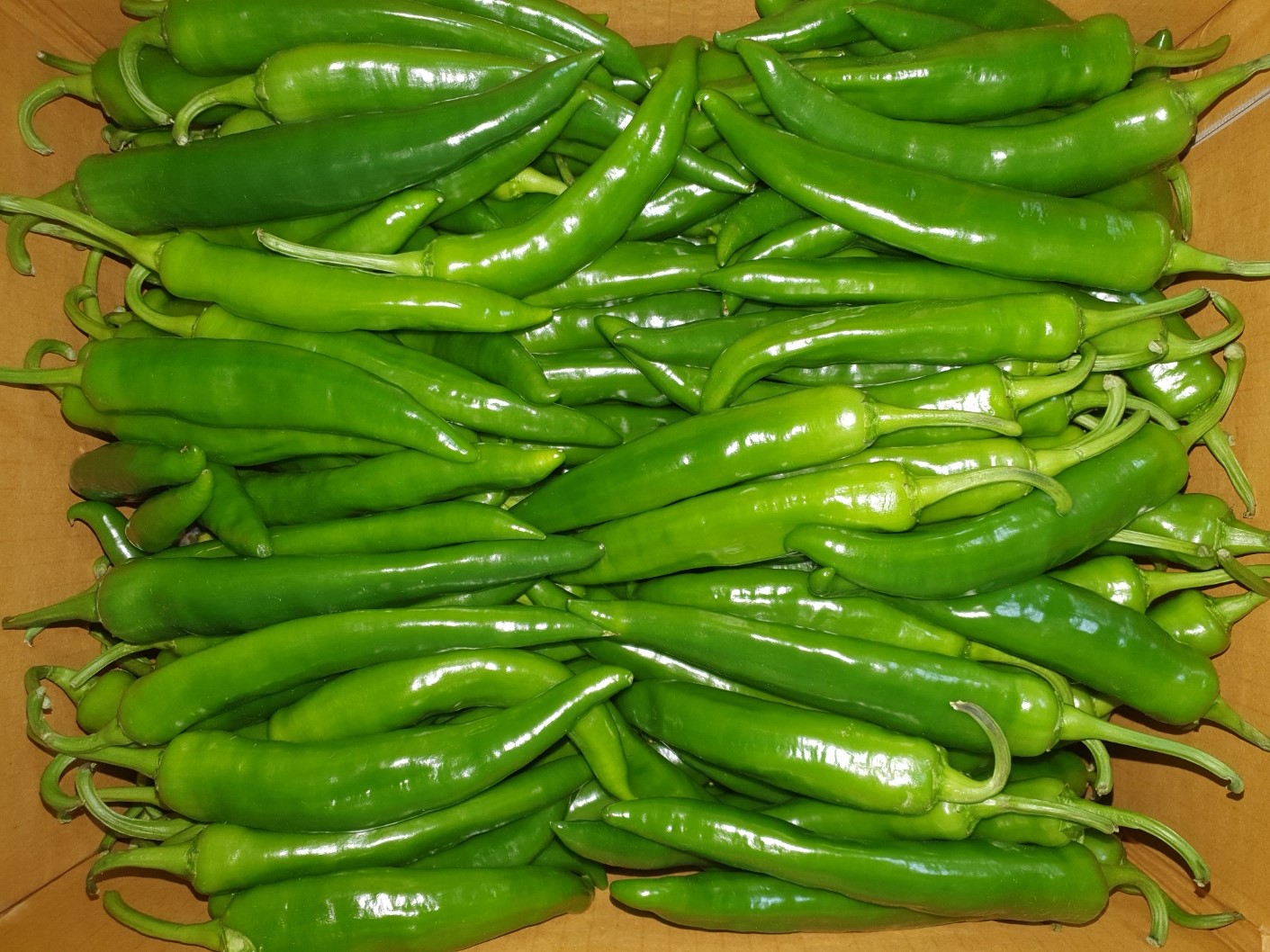 아삭이고추(특) 10kg[BOX]