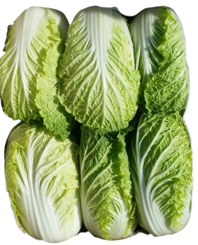 알배기배추(상) 12입[BOX]