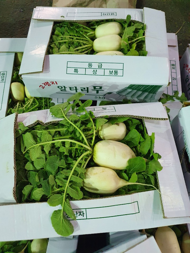 알타리(초록무) 5kg[BOX]