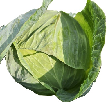 양배추(45망기준) 1입[봉]