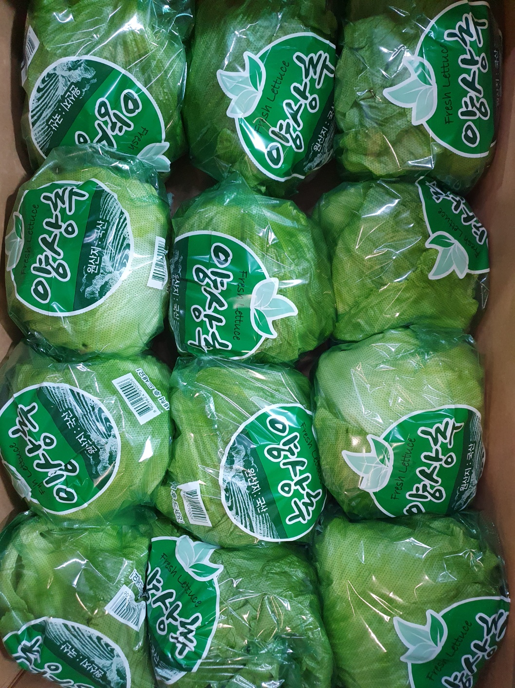 양상추(국산) 12입[BOX]