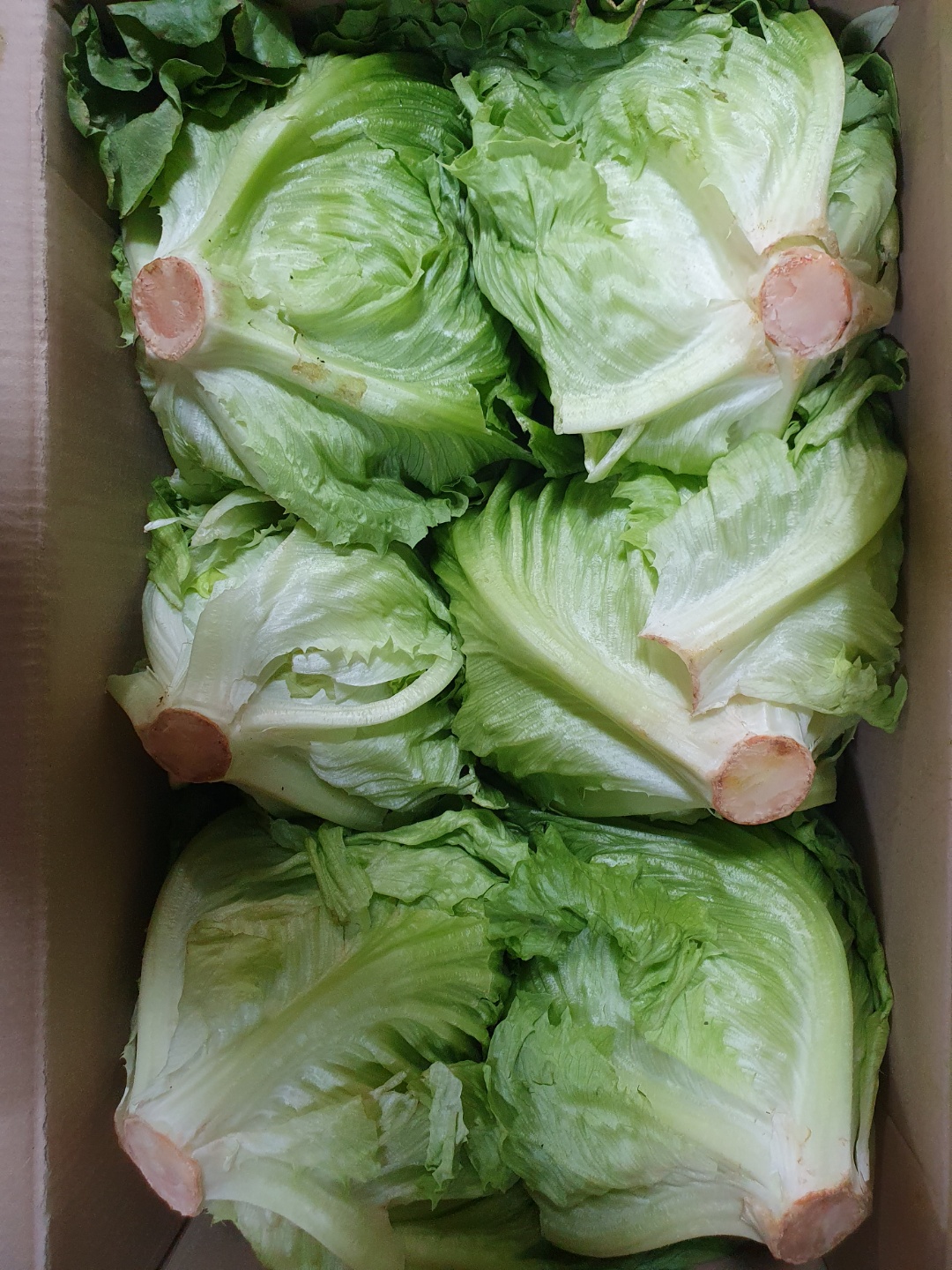 양상추(벌크) 12입[BOX]