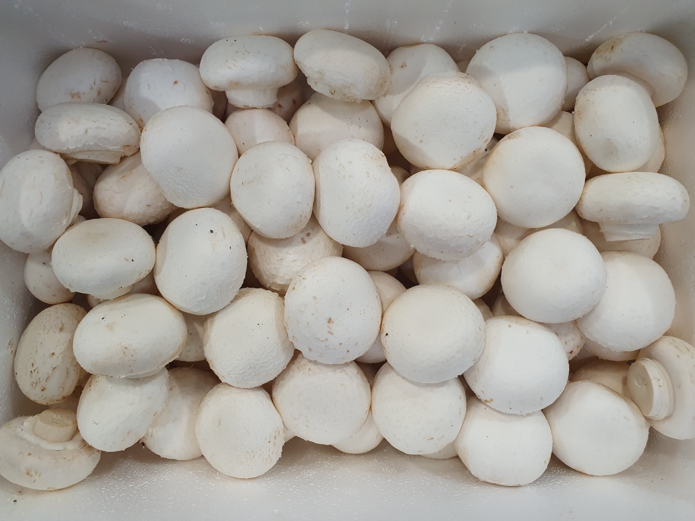 양송이버섯(상) 2kg[BOX]