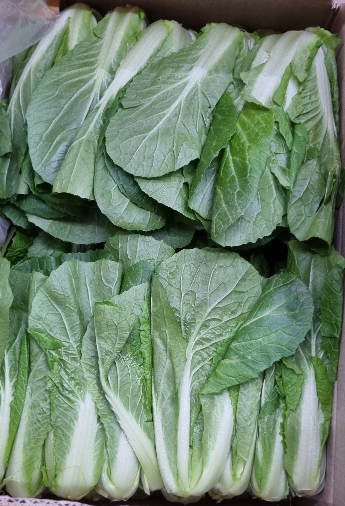 얼갈이(특쌈) 4kg[BOX]