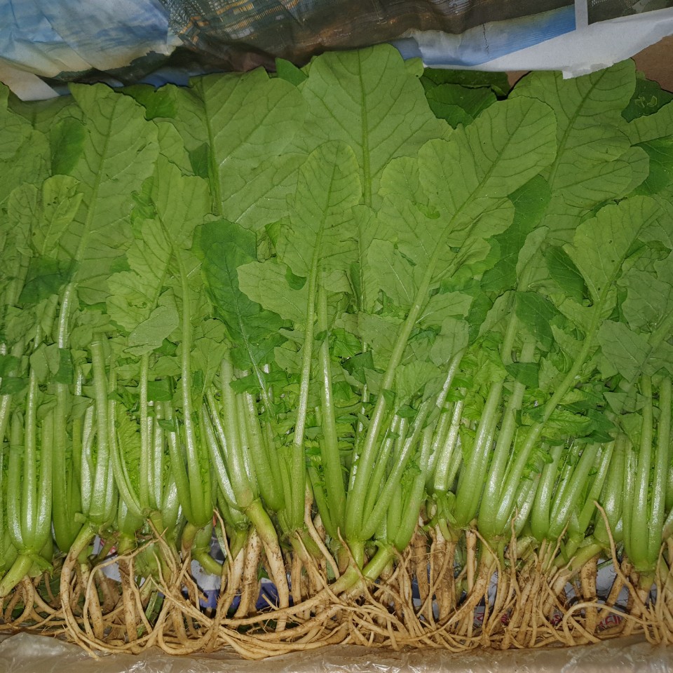 열무(나물용) 4kg[BOX]