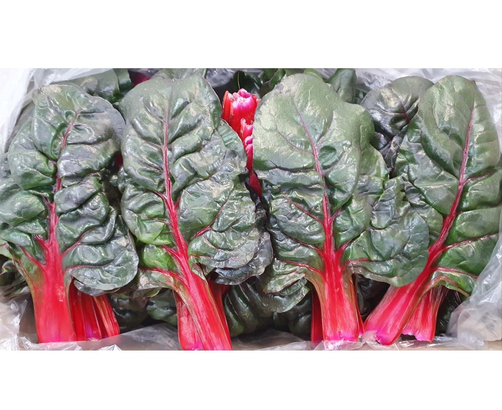 적근대(특쌈) 2kg[BOX]