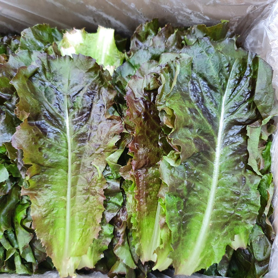 적로메인(특쌈) 2kg[BOX]