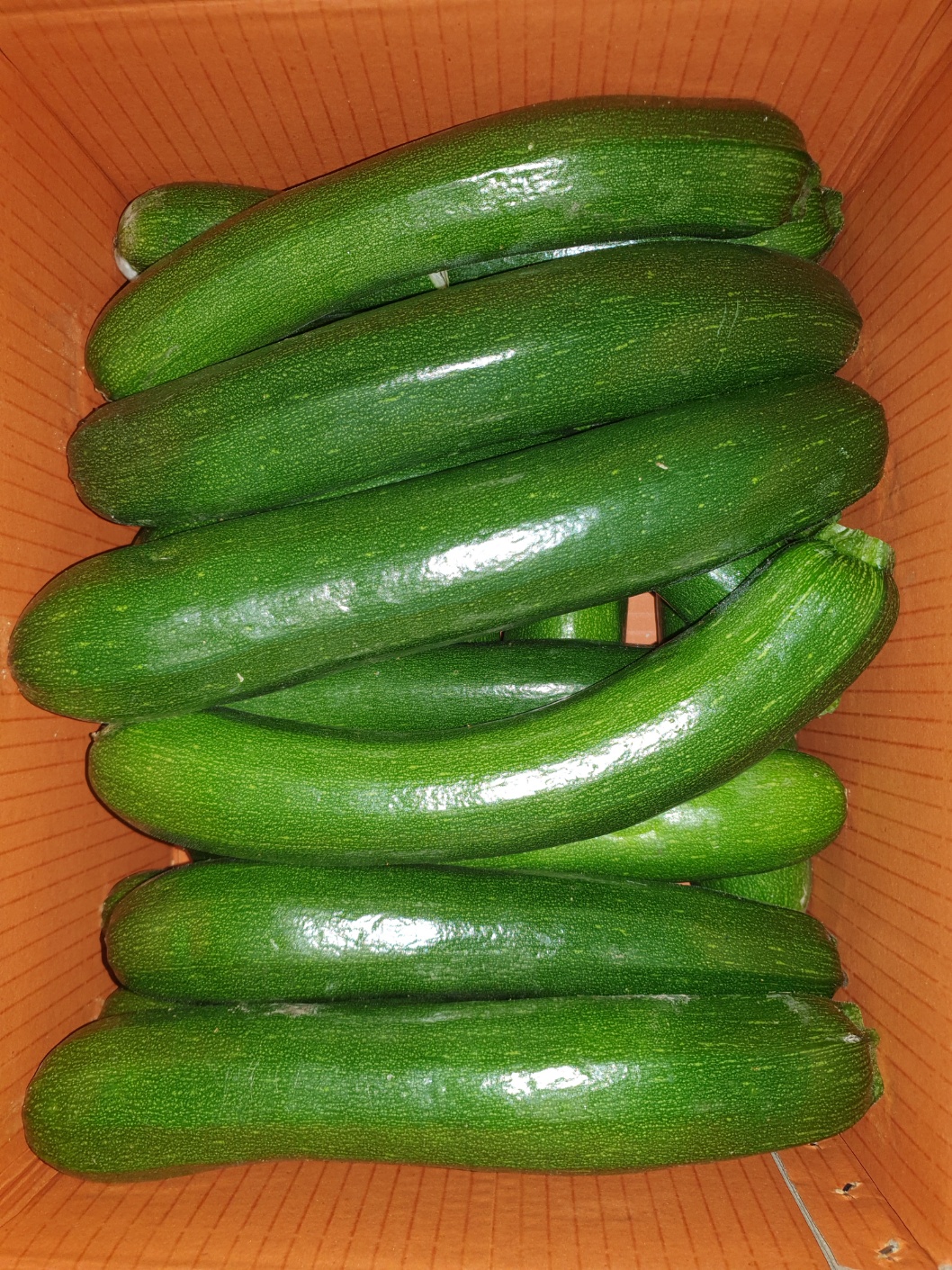 쥬키니호박(특) 10kg[BOX]