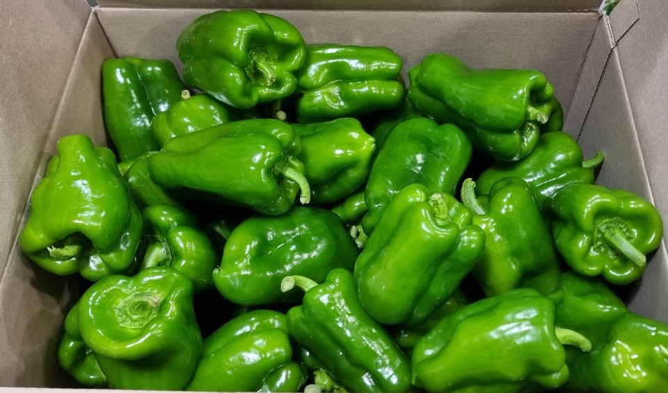 청피망(상) 10kg[BOX]