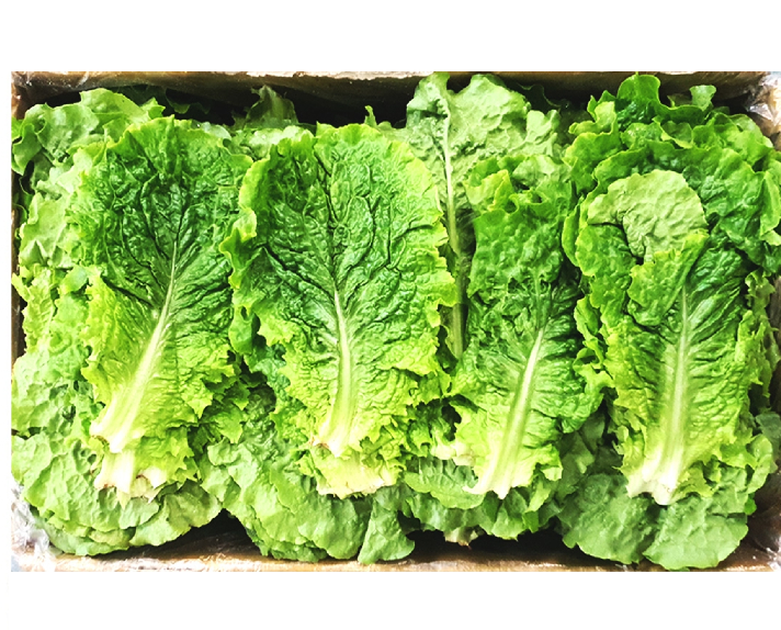 청상추(특) 4kg[BOX]