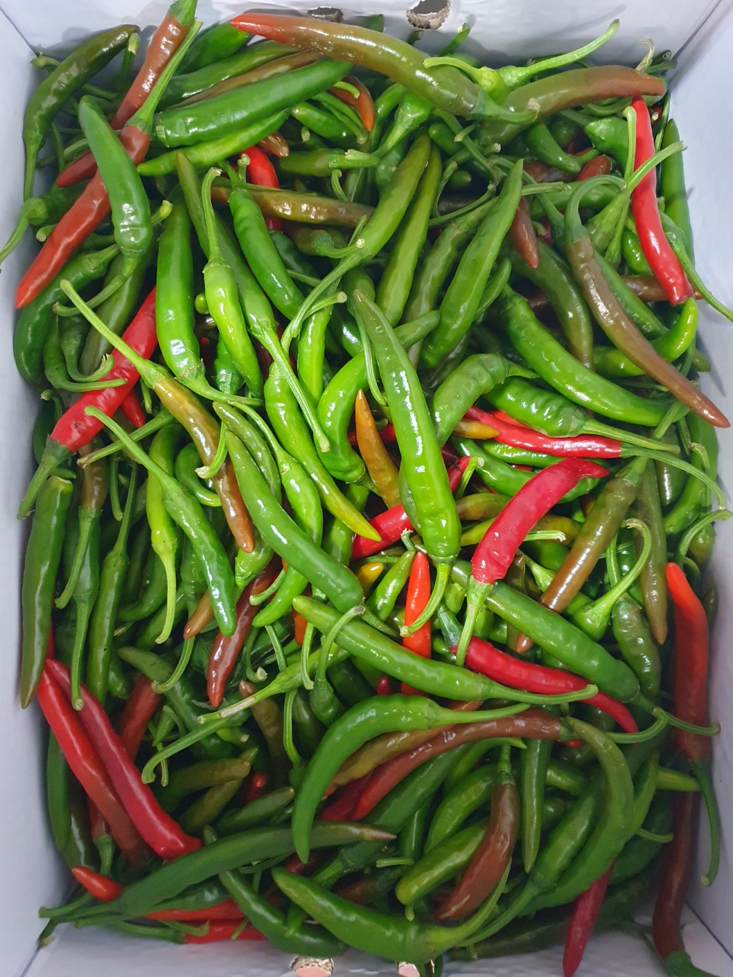 청양고추(반홍) 4.5kg[봉]