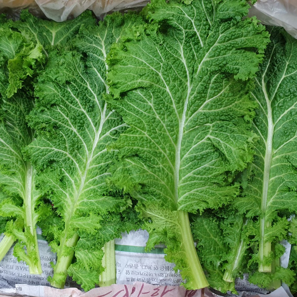 겨자잎(특쌈) 2kg[BOX]