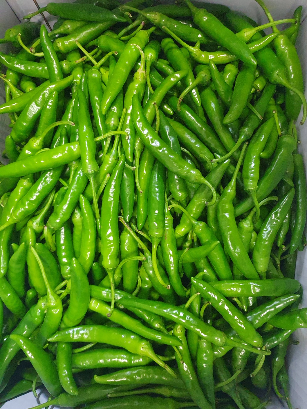 청양고추(특) 3kg[봉]