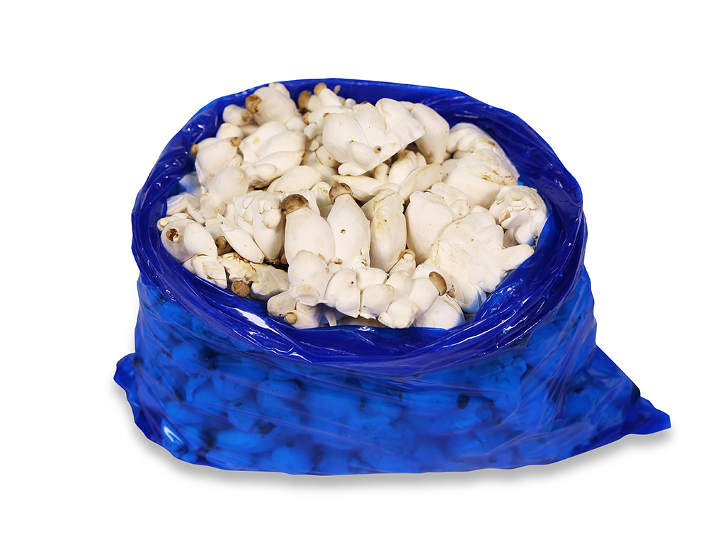 총알새송이(파지) 2kg[봉]