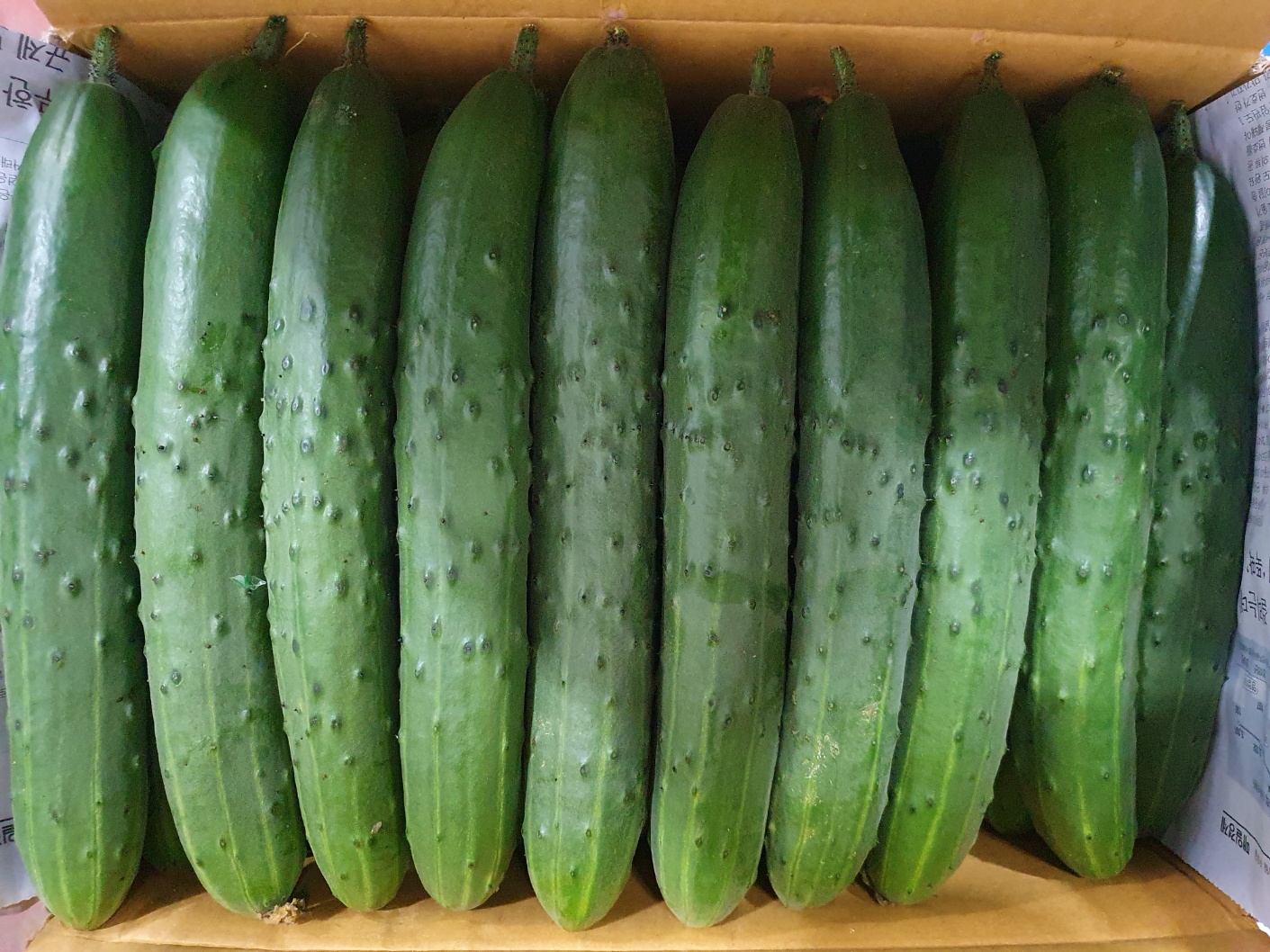 취청오이(약50개) 10kg[BOX]