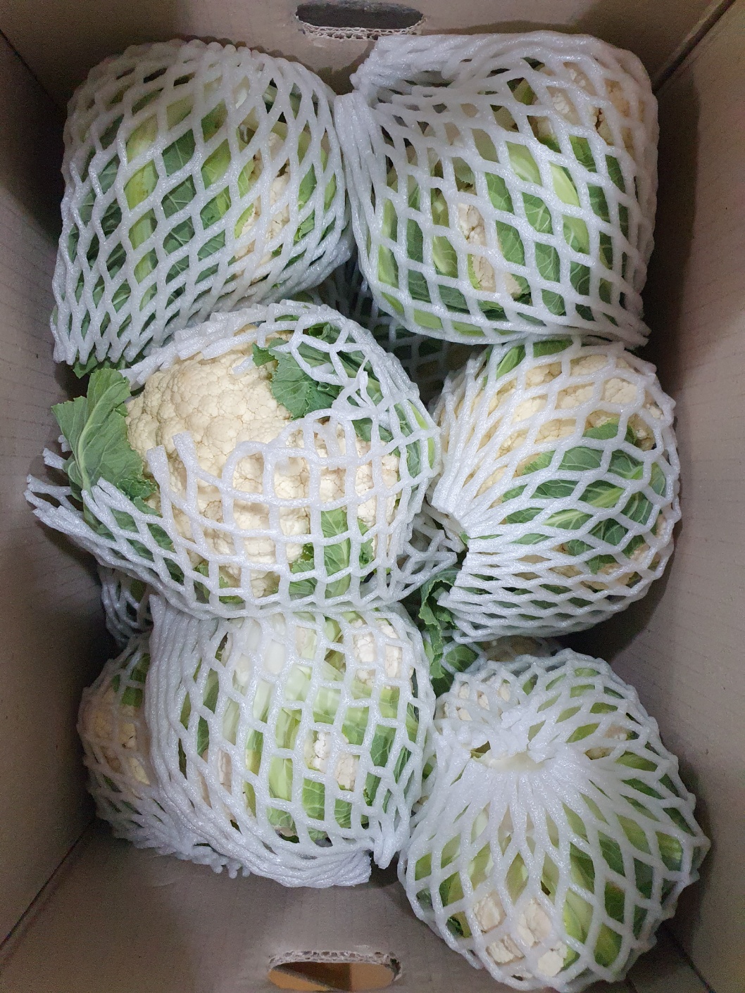 컬리플라워 8kg[BOX]