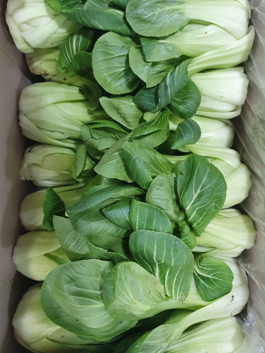 청경채(상) 4kg[BOX]