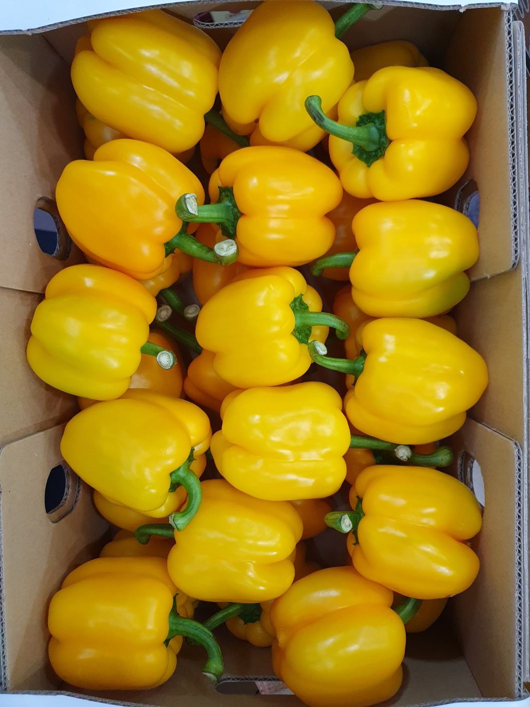 파프리카(M,노랑) 5kg[BOX]