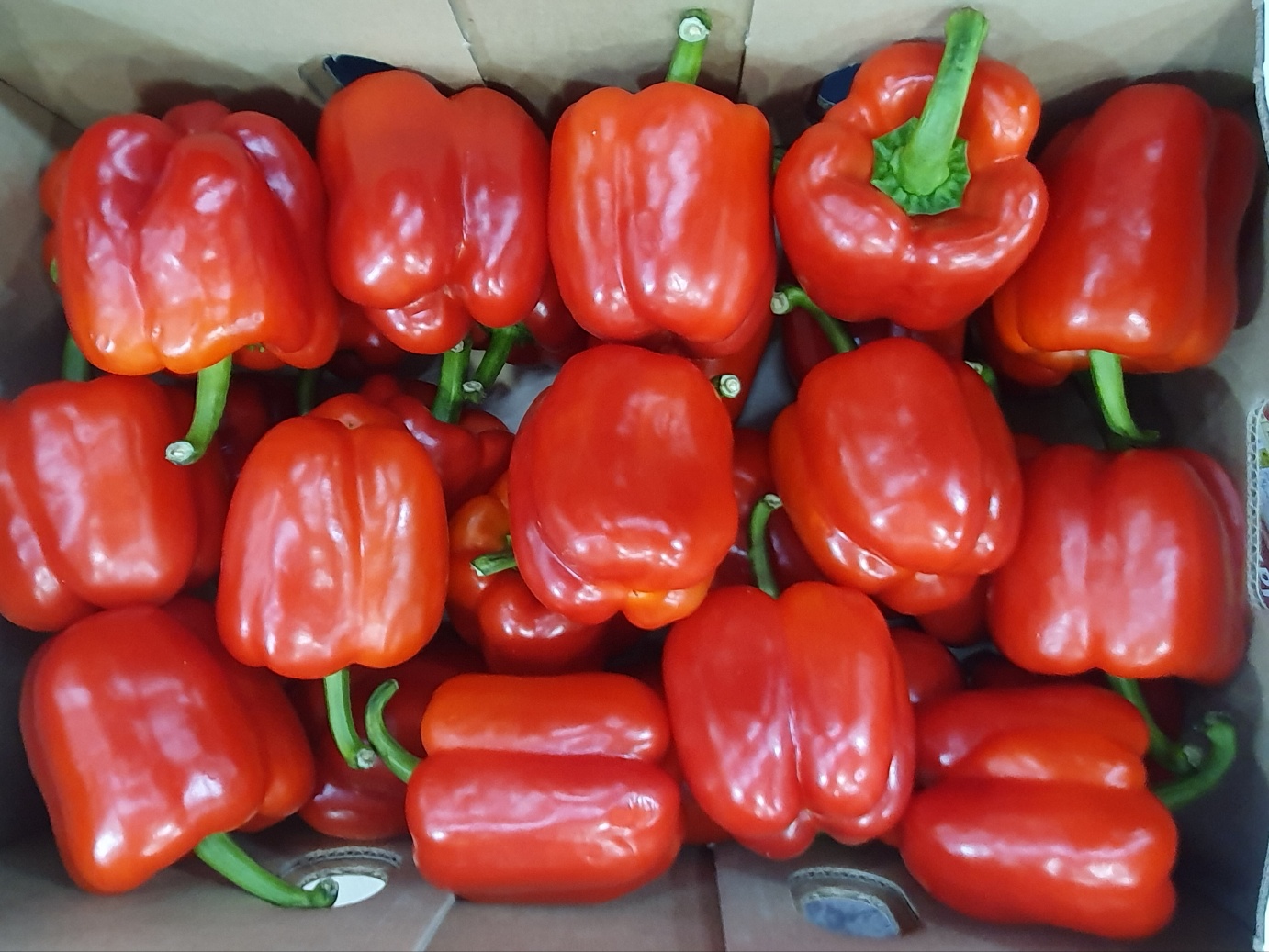 파프리카(M,빨강) 5kg[BOX]