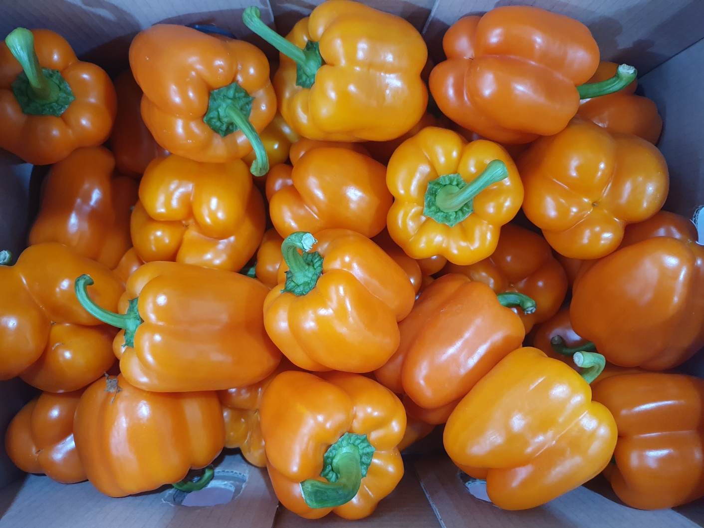 파프리카(오렌지) 5kg[BOX]