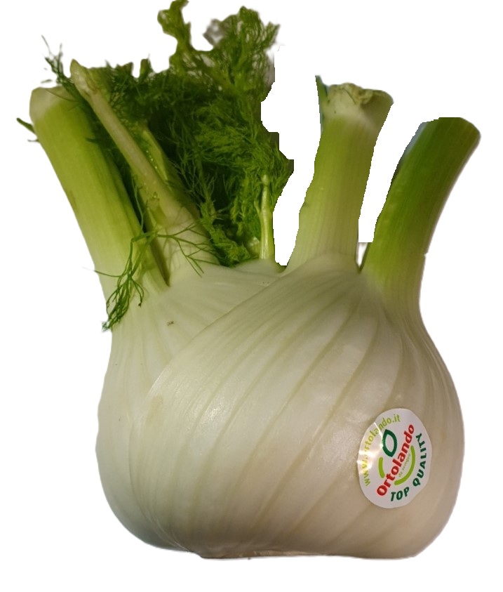 펜넬 약250g1통[봉]