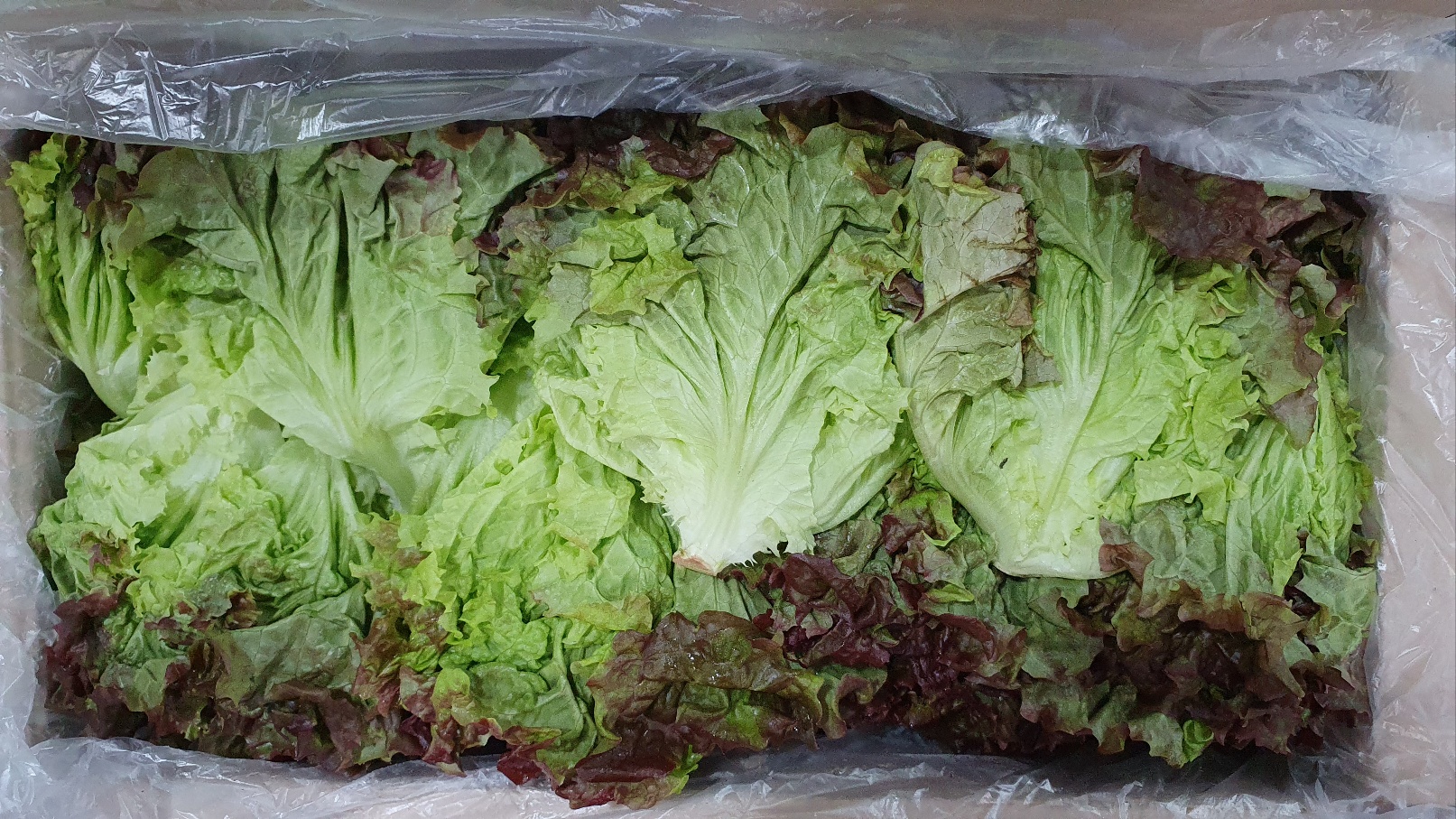 포기상추 4kg[BOX]