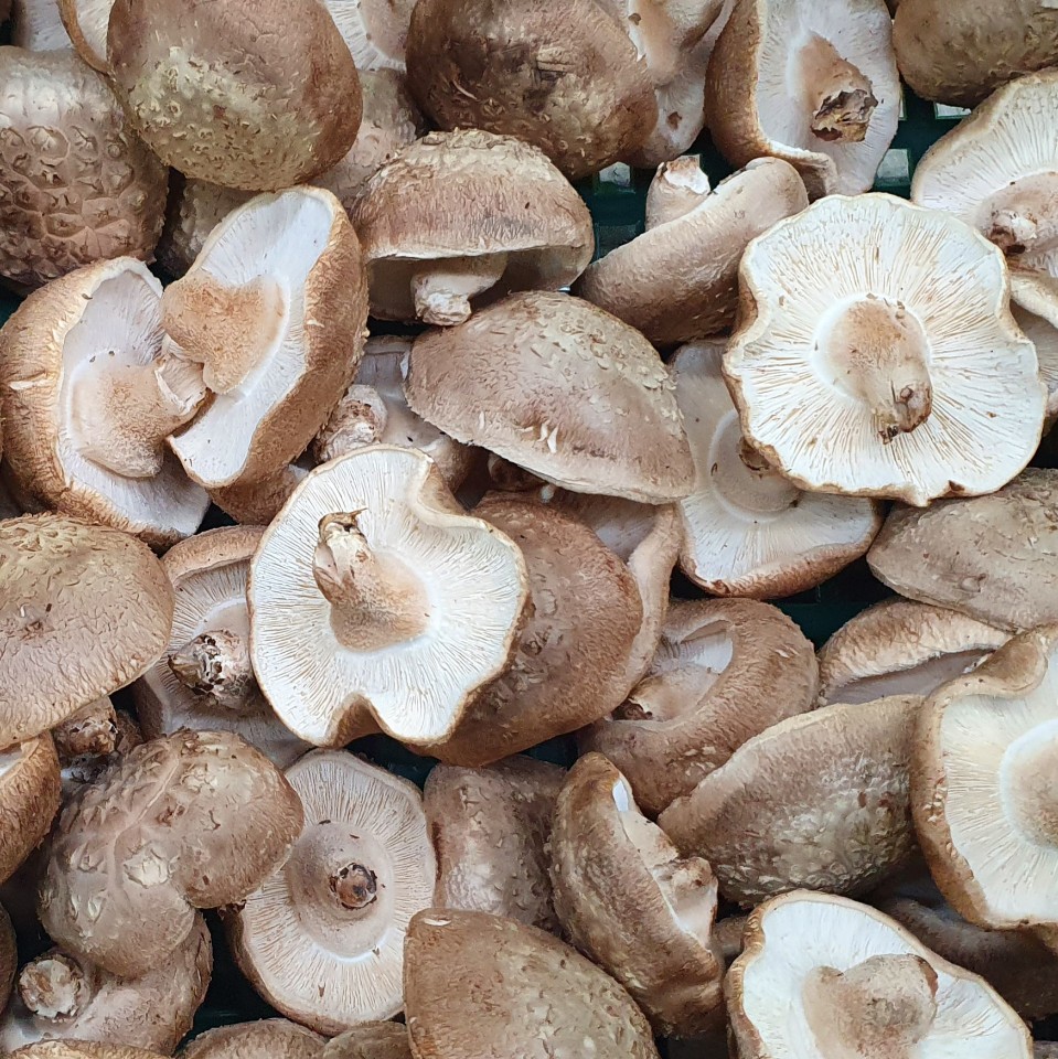 표고버섯(국내산식자재용) 1kg[봉]