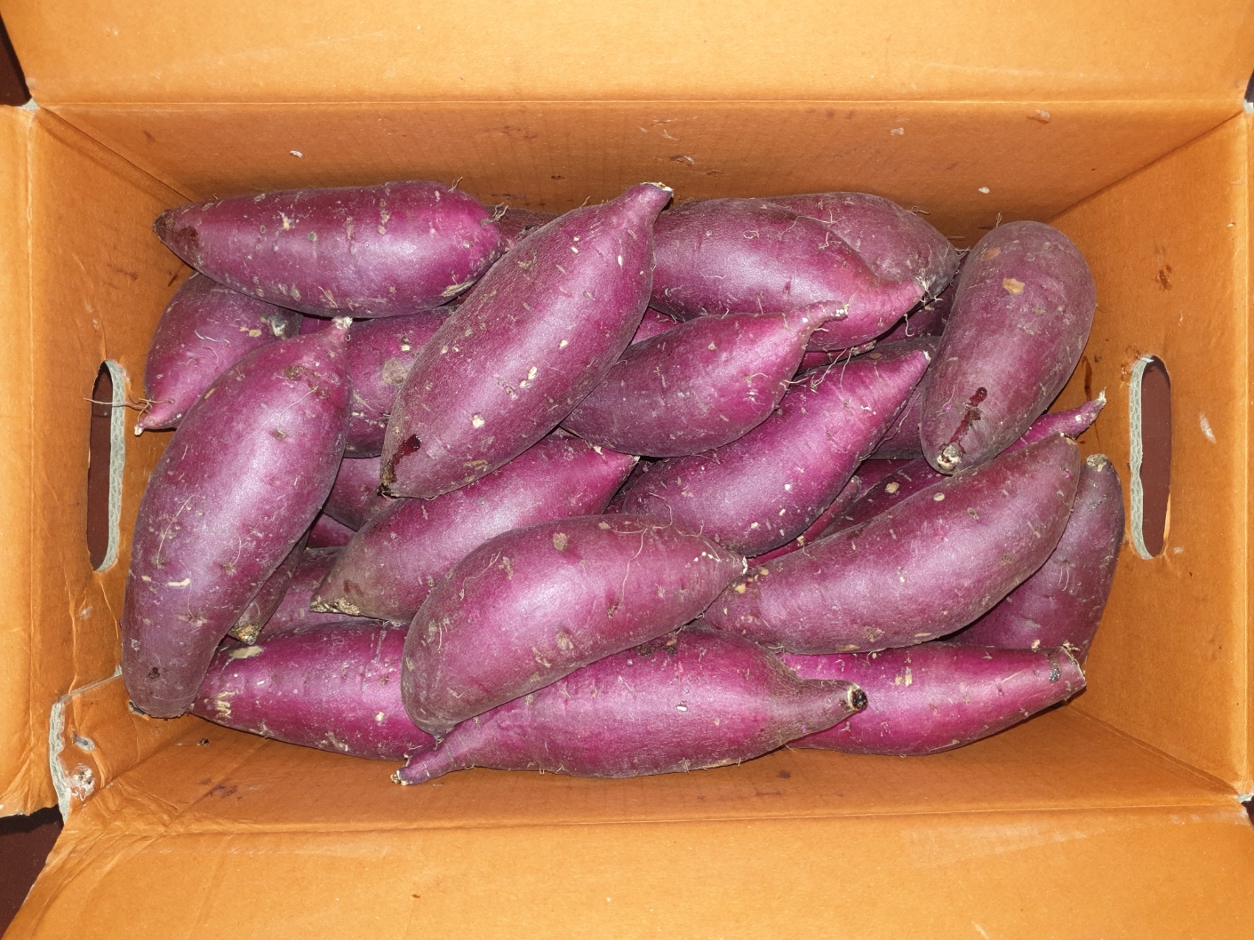 밤고구마(긴특) 10kg[BOX]