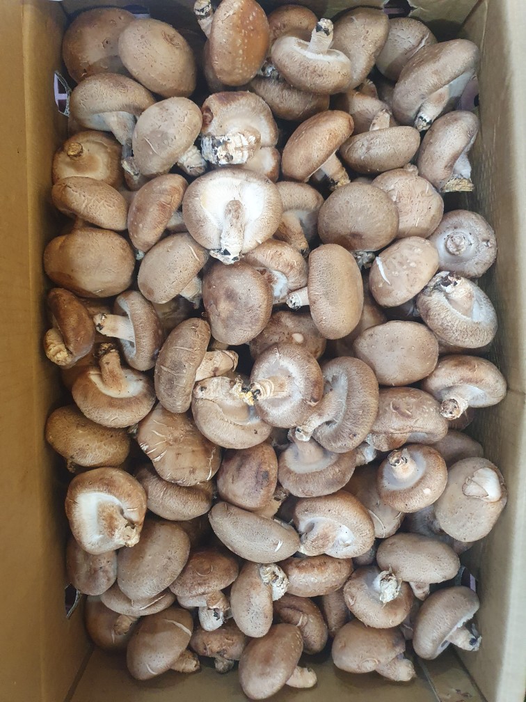 표고버섯(수입산) 4kg[BOX]