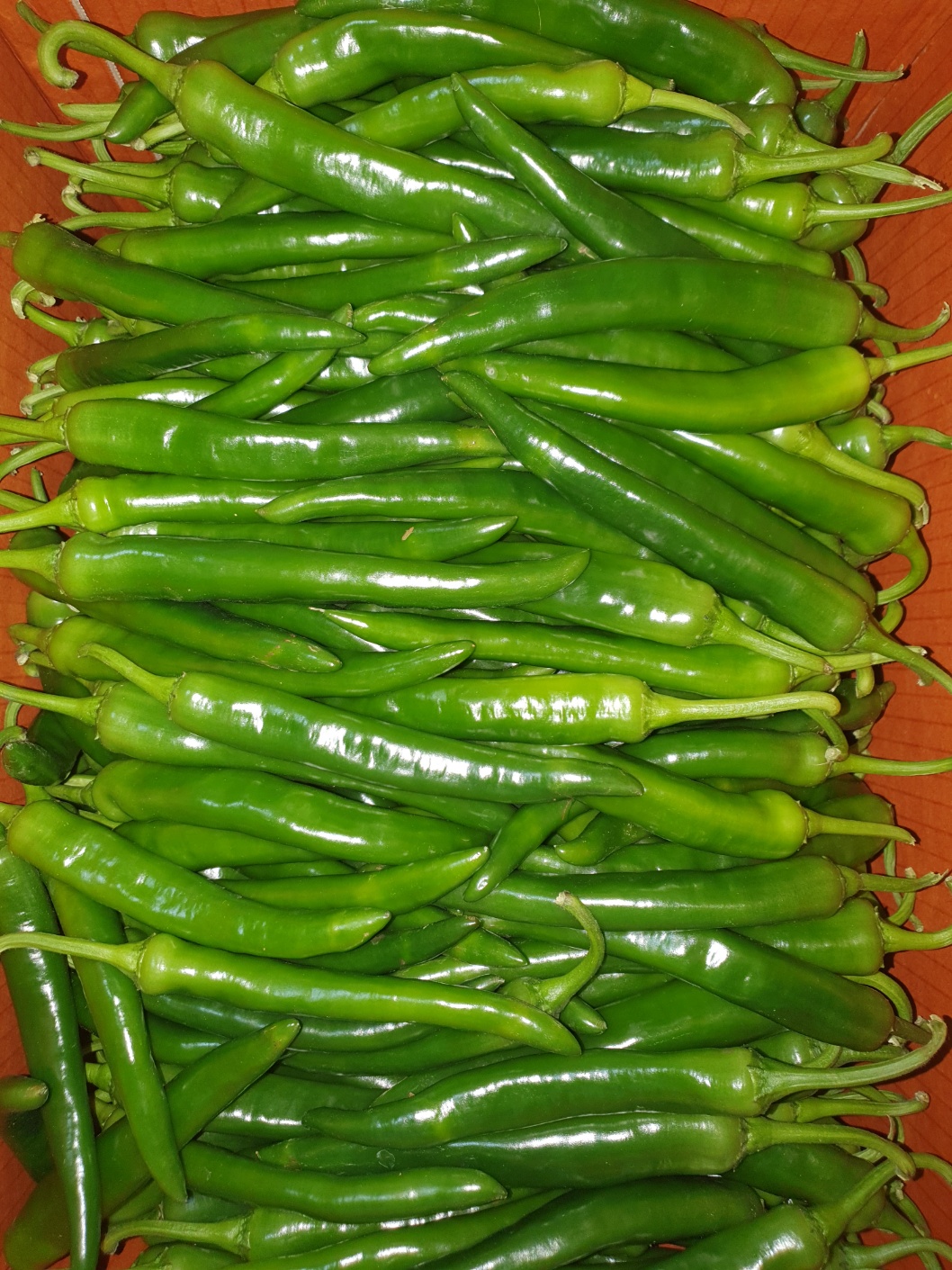 풋고추 약 4.7kg[BOX]